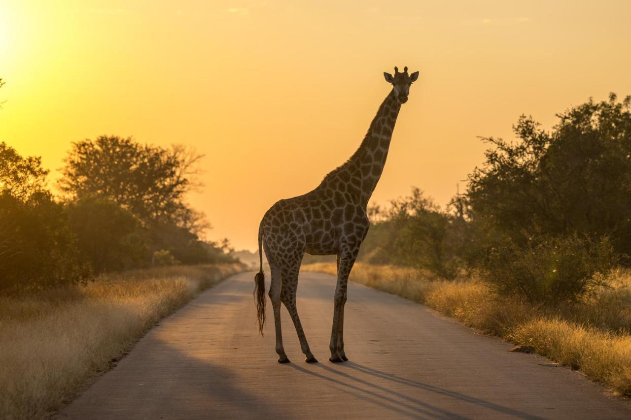 Lindiwe Safari *