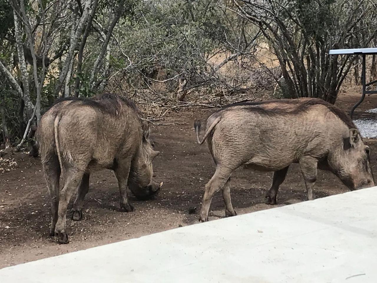 Lindiwe Safari